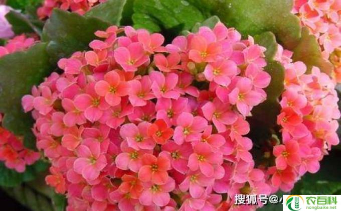 都绢花怎么养(都养花技巧）