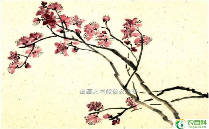 梅花怎么盘根(梅花盘根的技巧）