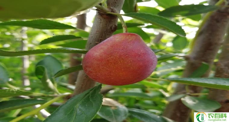 照水梅苗(细心呵护,茁壮成长)