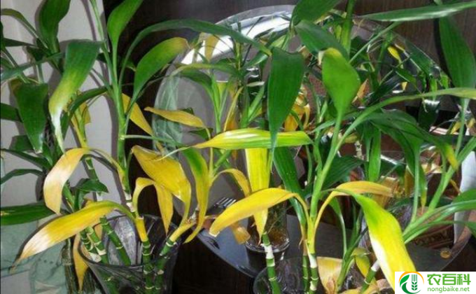 天竹怎么养(养护天竹的要点)