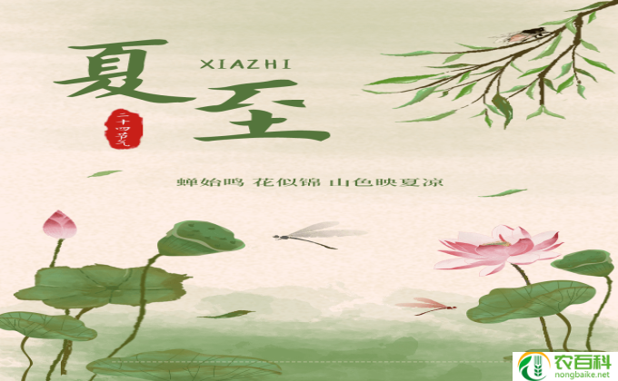 怎么养冬青花(养护冬青花)