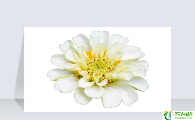 小朵菊怎么养(菊花养护秘籍）