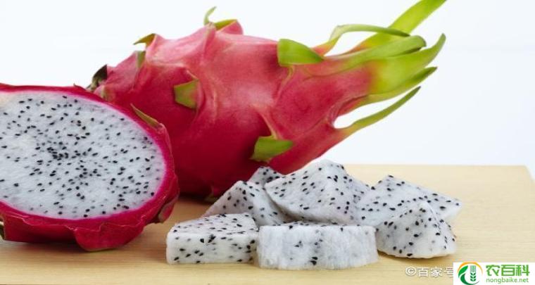 火龙果作文300字三年级(火红的果实,满满的惊喜)