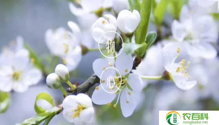梨树锈病会导致死亡么（梨树生存受威胁的疾病）