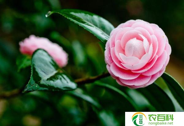 山茶花需要掐尖吗（掐尖的目的和方法）