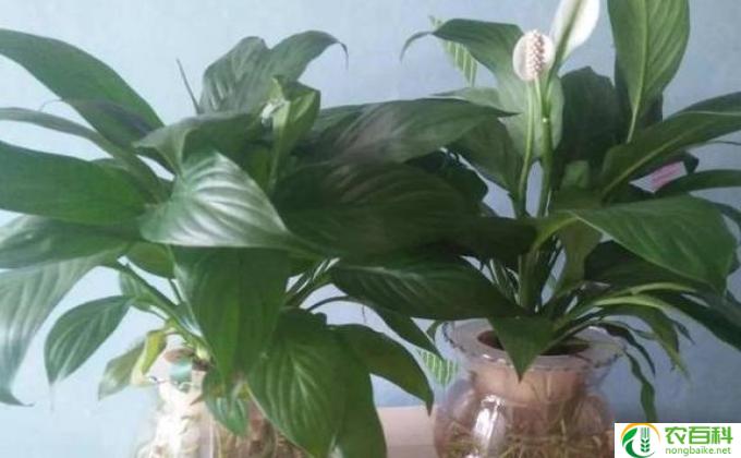 水竹芋怎么种植(水竹芋种植指南）