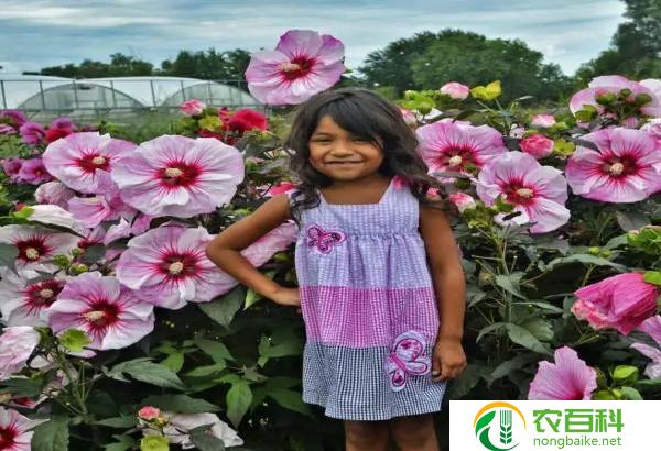 大花芙蓉葵图片（美丽的花朵绽放）