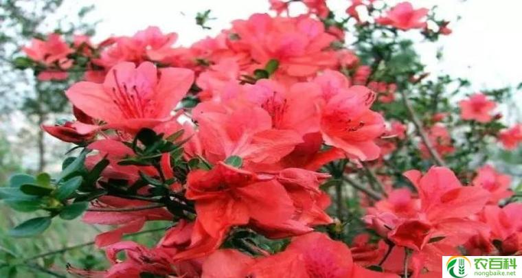 映山红花图片（绚丽多彩的自然之美）