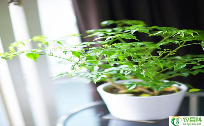 春季植物怎么(种植）