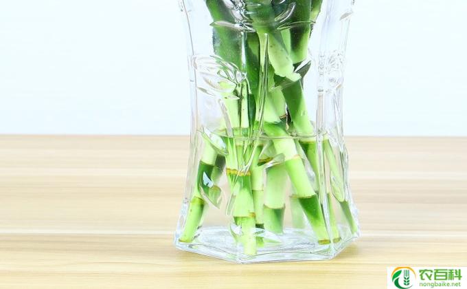 转运竹水培怎么养护(水培转运竹的养护方法)