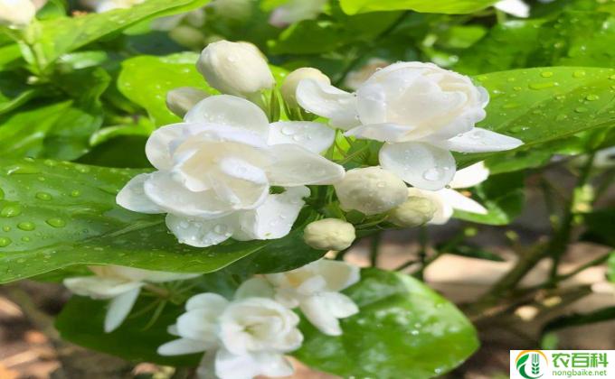 花 氮肥怎么用(氮肥用法）