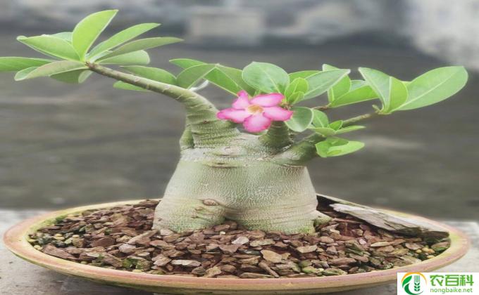 玫瑰花后怎么修剪(玫瑰修剪的技巧)