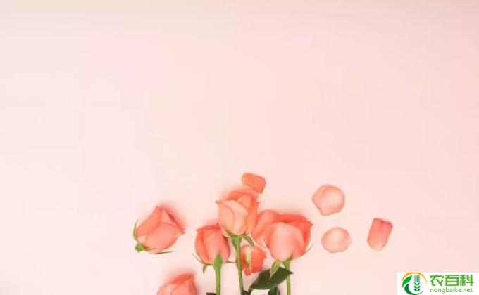 女生说玫瑰到了花期是什么意思