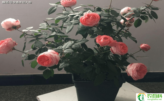 桃花怎么种盆栽(种植盆栽桃花的方法）