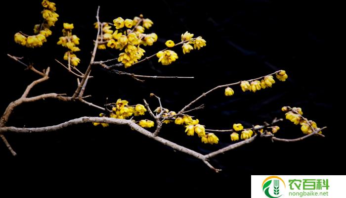 梅花和蜡梅形态特征的区别（外观、花朵、叶子等方面的对比）