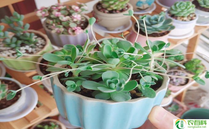 石榴盆花怎么繁殖(石榴盆栽:繁殖新苗的简易方法)