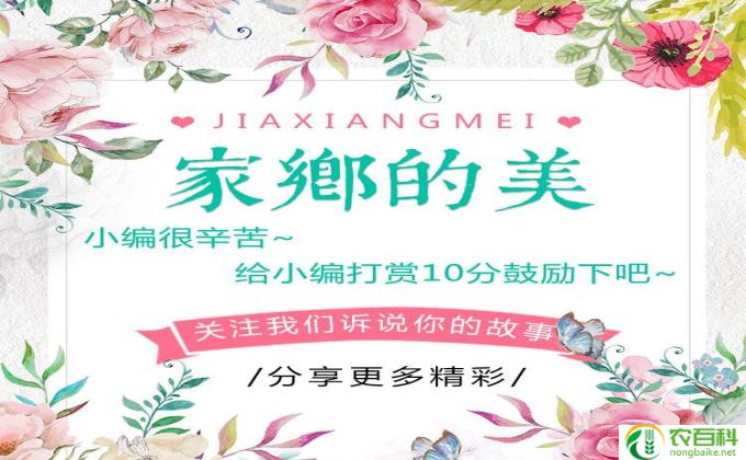 花期怎么长(花期久长，岁月永驻）