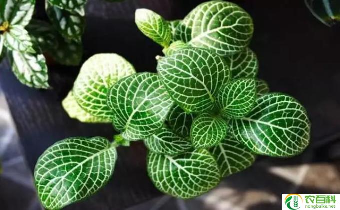 冷水花怎么养(花卉养护:冷水花运营指南)