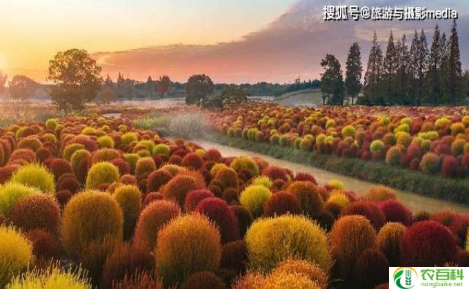 地肤怎么养(地肤养护法则）
