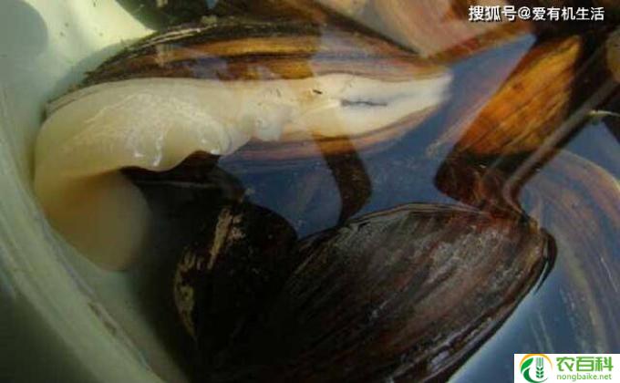 河蚌喂什么