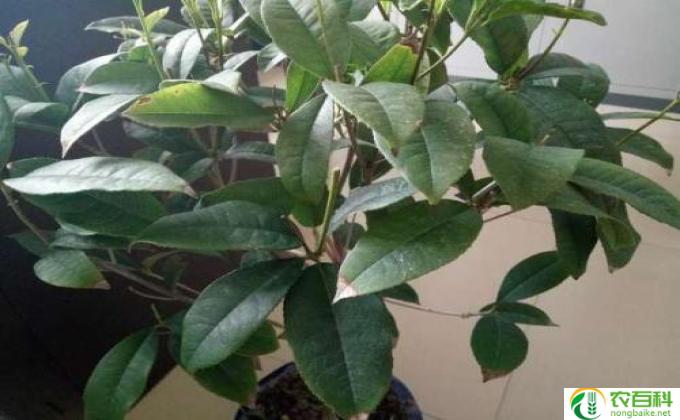 桂花树黄叶子怎么回事