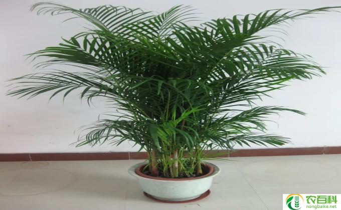 假连翘怎么养护(假连翘养护指南）