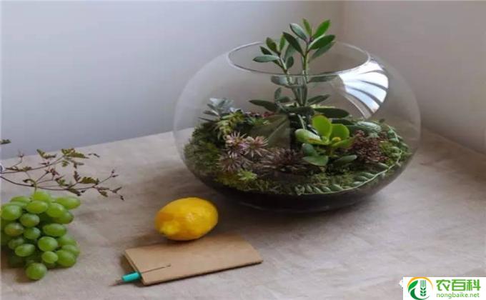 苦苣苔怎么扦插(苦苣苔的扦插方法)