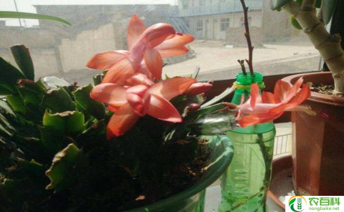 怎么金鱼花施肥(金鱼花施肥技巧）