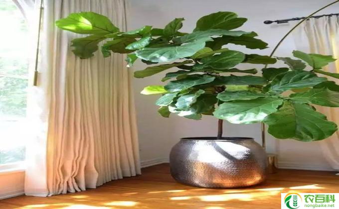客厅植物怎么养护(养护客厅植物：小心呵护）
