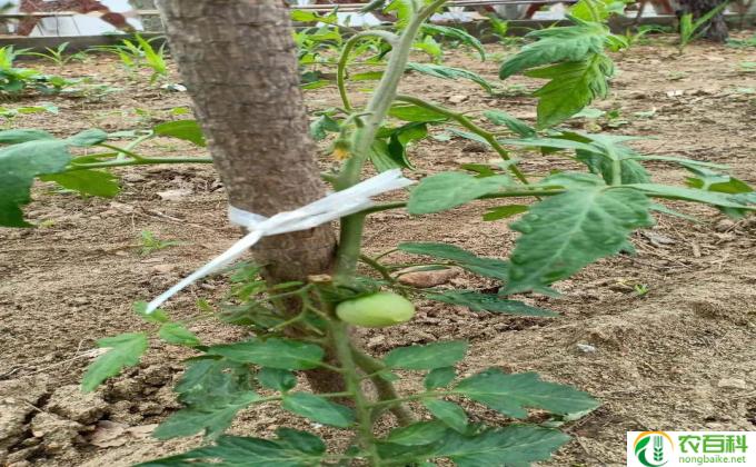 竹种子怎么播种(种植竹子是一项古老而重要的农业活动。下面将为您详细讲解如何播种竹种子。)