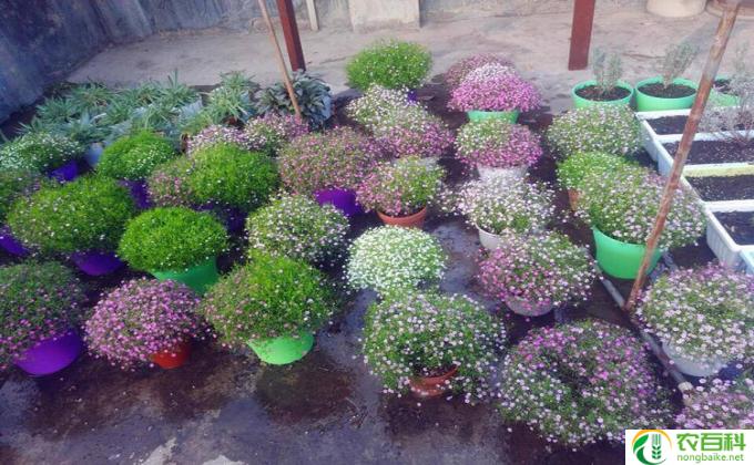 炮仗花珊瑚怎么养(炮仗花的养殖技巧)