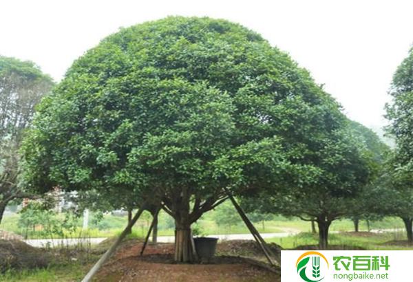 家有一棵桂花树不吉利吗（解析桂花树的吉凶寓意）