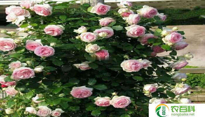 农村说的月月红是什么草(揭秘农村人心中的神奇植物)