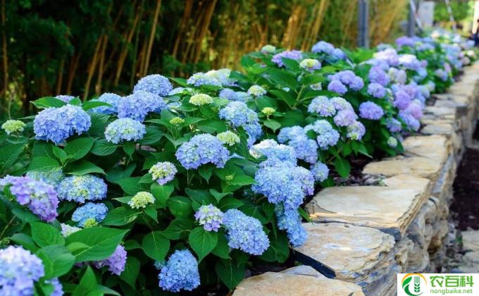 绣球鲜花怎么养(如何养护绣球鲜花)