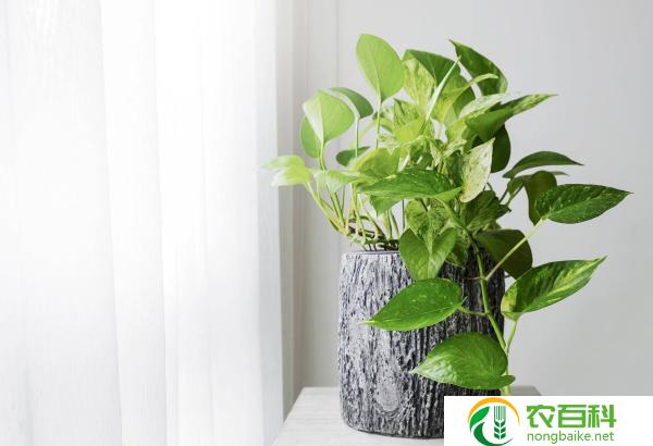 养植物的方法技巧（绿手指的秘籍）
