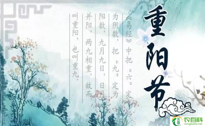 家有九凤深度解析