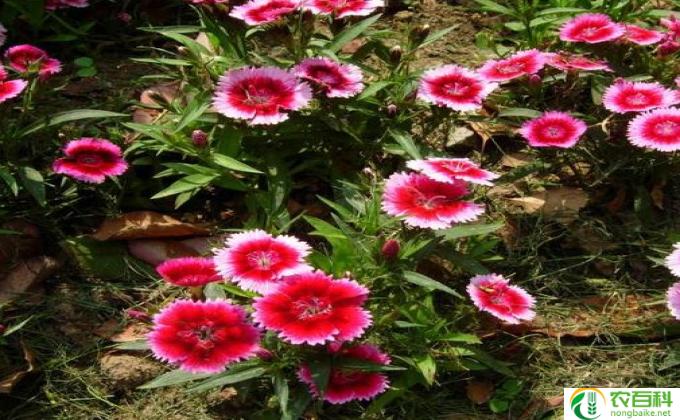 茉莉切花怎么养(如何养茉莉切花）