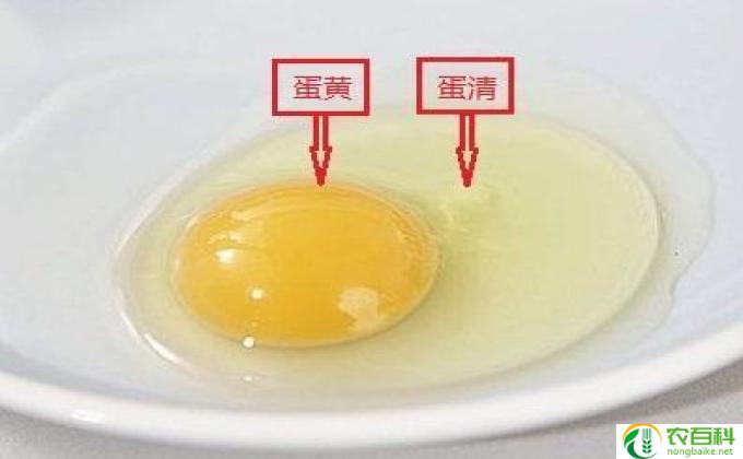 蛋清是什么