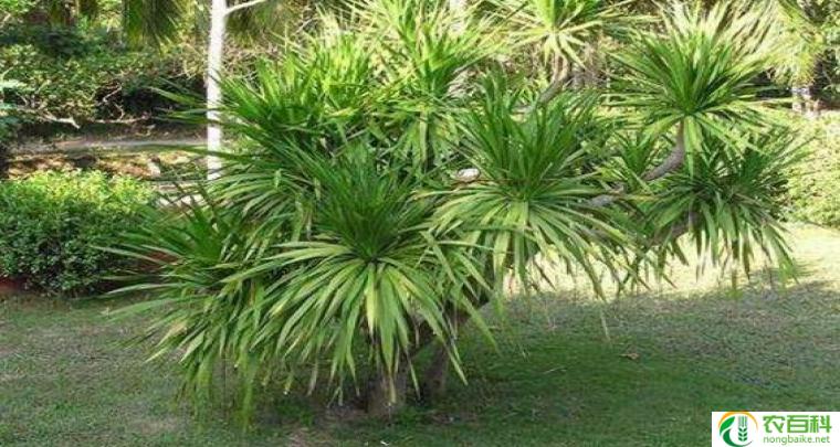 花语大全 寓意（花开富贵，情意绵绵）