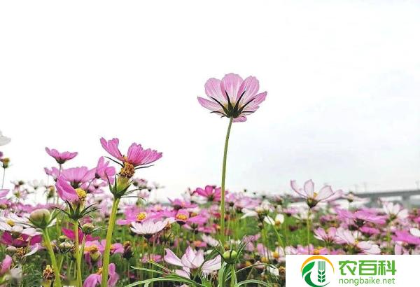仙气十足的花（美丽的仙境中盛开的花朵）