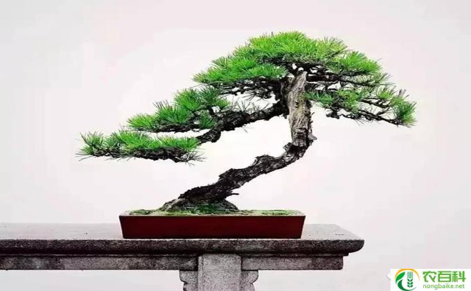 盆栽松树怎么修剪(修剪盆栽松树的技巧及注意事项）