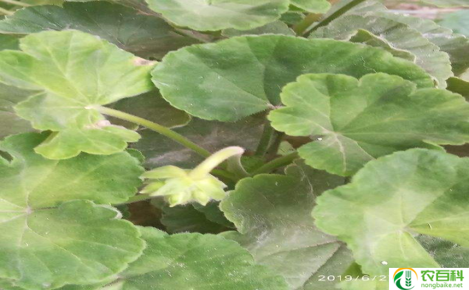 铜钱草黄叶了怎么办(怎么救刚领养的铜钱草?)