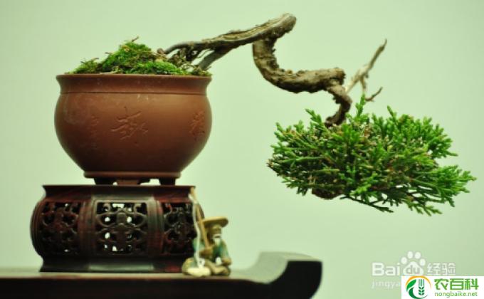 招财山怎么养(招财山养护小窍门)