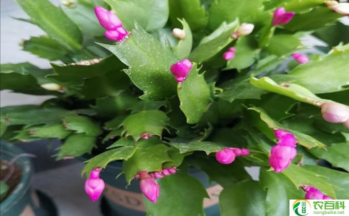 刚买来的石榴花怎么养(怎样养石榴花）