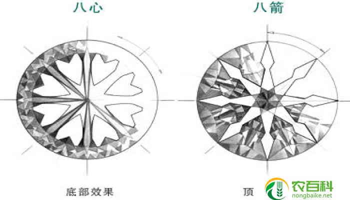 橄榄枝的爱情寓意（永恒的爱与和平）