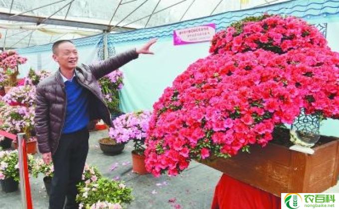 火祭花怎么移植(移植火祭花:小心翼翼,成功将其迁居新家!)