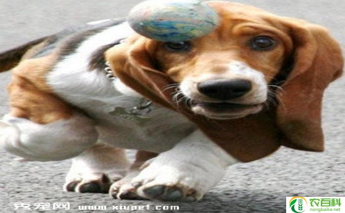 巴吉度和比格犬哪个好养
