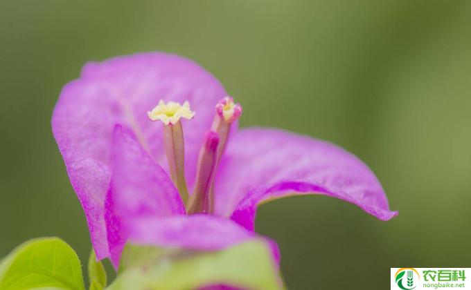 30花怎么养(花的养护和喜好)