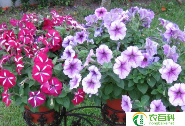 五彩石竹种子什么时候种植(种植时间的选择)