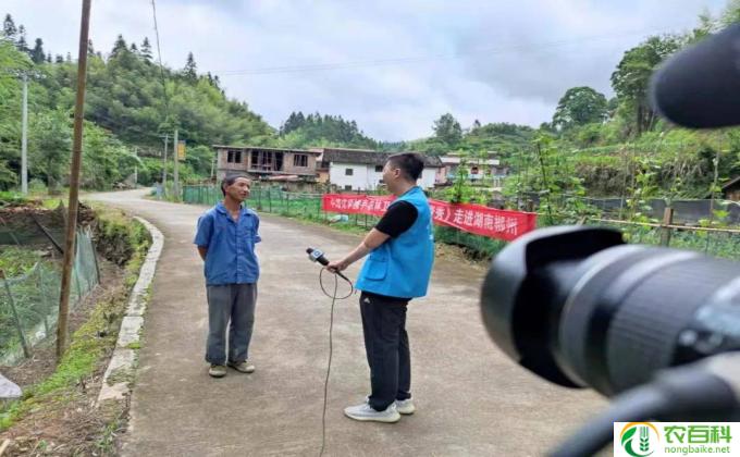 富贵椰怎么施肥(浸湿肥料保健法）